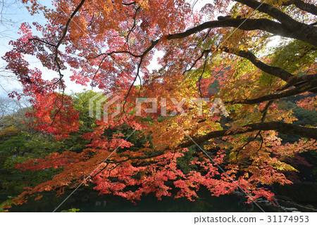 Baekam Mountain, Changseong County, Jeonnam Baekam Mountain, Changseong County, Jeonnam 31174953