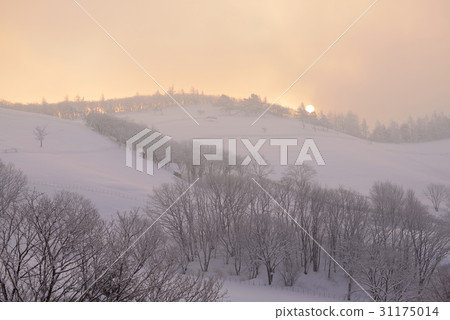 綿羊牧場，Daegwallyeong，平昌郡，江原道 31175014