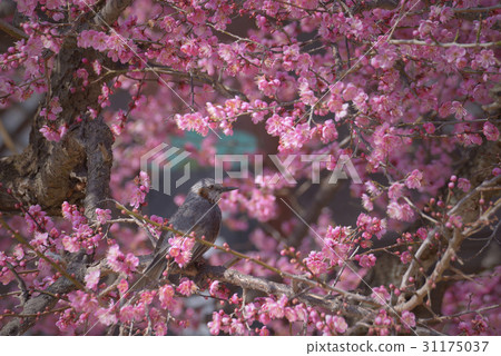 Chrysanthemum, Red mulberry, Tongdosa, Yangsan, Gyeongnam 31175037