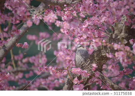 Chrysanthemum, Red mulberry, Tongdosa, Yangsan, Gyeongnam 31175038