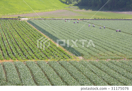 Garlic field, Chinese cabbage field, Changnyeong-gun, Gyeongnam 31175076