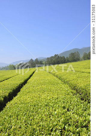 Green tea field, Boseong-gun, Jeonnam Green tea field, Boseong-gun, Jeonnam 31175083