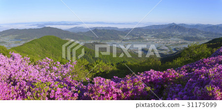 杜鵑花,巴拉蓬,吉日山,南原市,全北省 杜鵑花,巴拉蓬,吉日山,南原市,全北省 31175099
