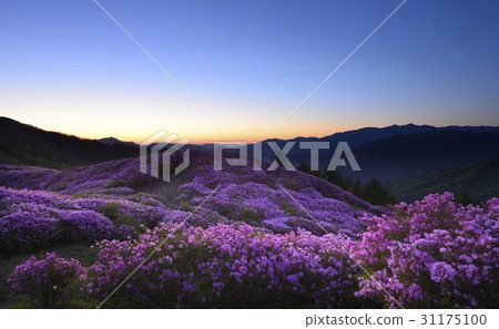 杜鵑花,巴拉蓬,吉日山,南原市,全北省 杜鵑花,巴拉蓬,吉日山,南原市,全北省 31175100
