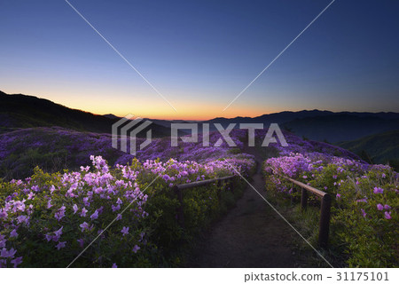 杜鵑花,巴拉蓬,吉日山,南原市,全北省 杜鵑花,巴拉蓬,吉日山,南原市,全北省 31175101