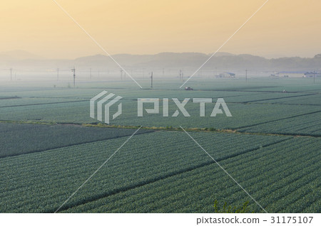 Garlic field, Changnyeong-gun, Gyeongnam 31175107