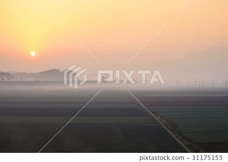 Gyeongnam，Changnyeong-gun，大蒜田 31175153