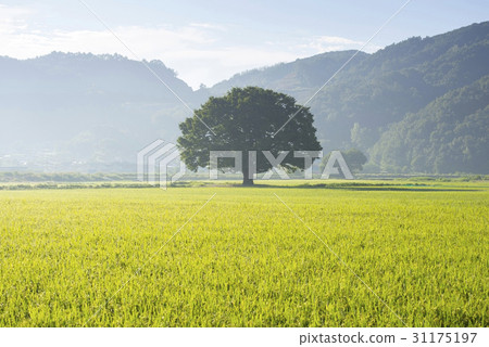 Zelty Tree，Hapcheon，Gyeongnam 31175197