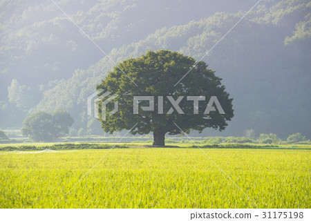 Zelty Tree，Hapcheon，Gyeongnam 31175198