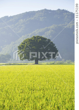 Zelty Tree，Hapcheon，Gyeongnam 31175199