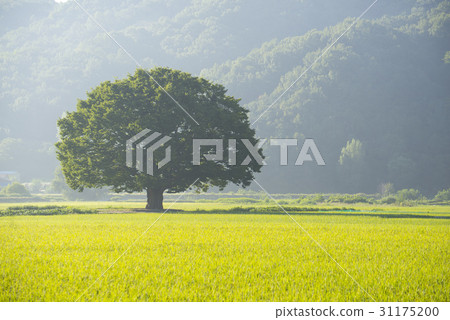 Zelty Tree，Hapcheon，Gyeongnam 31175200