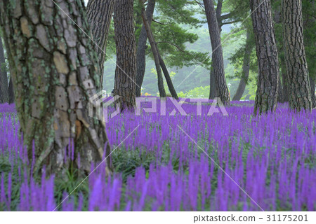 McMundong, Pine, Changzhou, Gyeongbuk 31175201