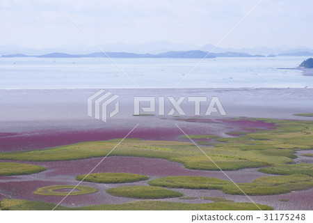 Chilkomcho, Suncheon Bay, Suncheon City, Jeonnam 31175248