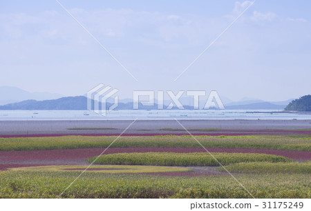 Chilkomcho, Suncheon Bay, Suncheon City, Jeonnam 31175249