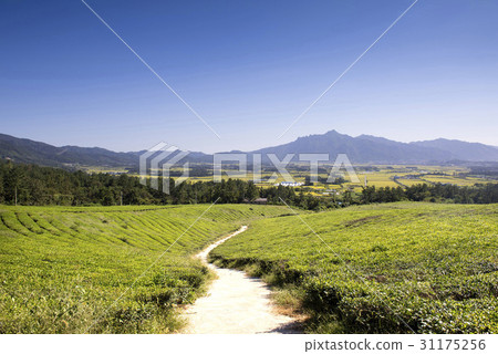 Green tea field, Wolchulsan, Yeongam-gun, Jeonnam Green tea field, Wolchulsan, Yeongam-gun, Jeonnam 31175256