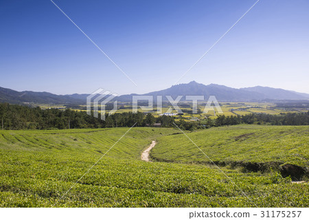 綠茶領域，Wolchulsan，靈巖郡，全南 31175257