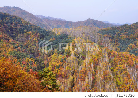 Birch, Ebongsan, Inje, Gangwon-do 31175326