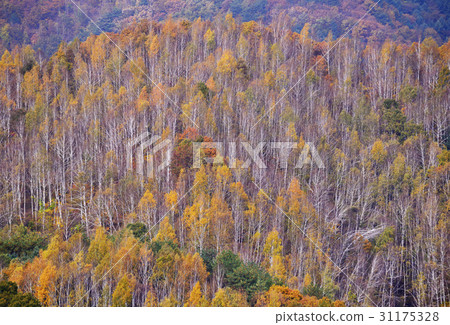 Birch, Ebongsan, Inje, Gangwon-do 31175328