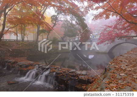 Dalseo-gun，Seununsa，Seonunsan，Gochang-gun，Jeonbuk楓樹 31175359