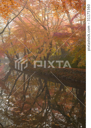 Dalseo-gun，Seununsa，Seonunsan，Gochang-gun，Jeonbuk楓樹 31175360