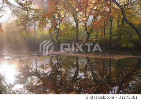 Maple trees, Dalseo-gun, Seununsa, Seonunsan, Gochang-gun, Jeonbuk 31175361
