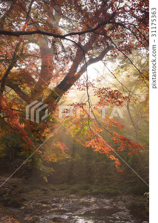 Maple trees, Sunwoon Mountain, Gochang-gun, Jeonbuk 31175363