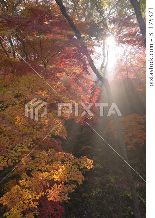 Maple trees, Sunwoon Mountain, Gochang-gun, Jeonbuk 31175371