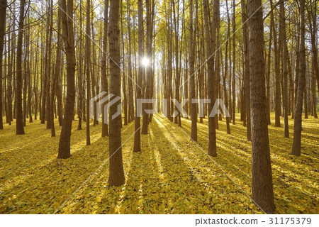 Ginkgo, Dori Village, Gyeongju, Gyeongbuk Ginkgo, Dori Village, Gyeongju, Gyeongbuk 31175379