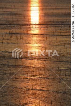 潮汐,萬隆海灘,順天灣,順天市,全南 潮汐,萬隆海灘,順天灣,順天市,全南 31175464