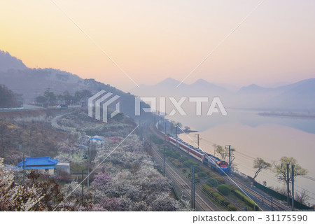 Mugunghwa Lake, Plum, Net Shop, Nakdong River, Yangsan City, Gyeongnam 31175590