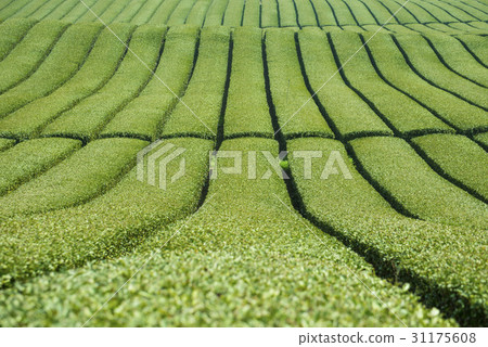 Green tea field, Doosun tea garden, Seogwipo city, Jeju island 31175608