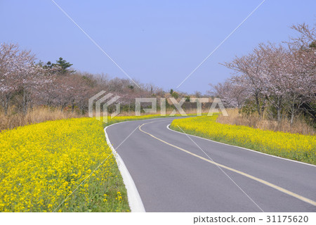 Rape, Seokseon, Seogwipo city, Jeju island 31175620