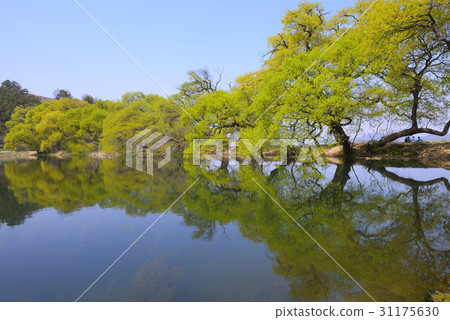 Bongokji, Gyeongsan-si, Gyeongbuk 31175630