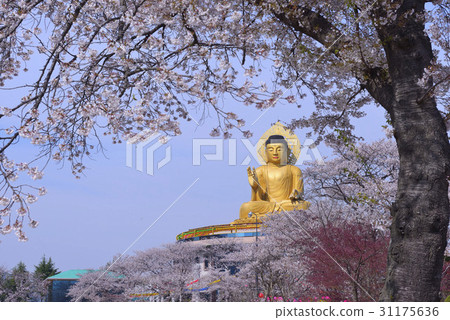櫻花，弘寺，金井區，釜山 31175636
