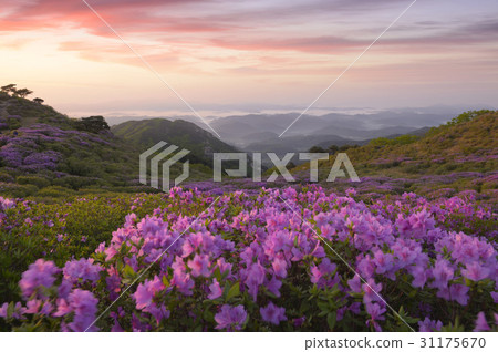杜鵑花，Hwangmae山，Hapcheon，慶南 31175670