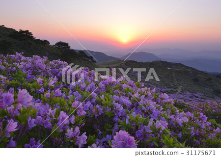 Azalea, Hwangmae Mountain, Hapcheon, Gyeongnam 31175671