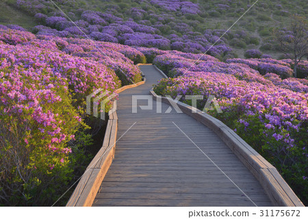 Azalea, Hwangmae Mountain, Hapcheon, Gyeongnam 31175672