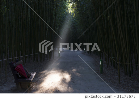 Bench, Bamboo, Sister field, Jung-gu, Ulsan Bench, Bamboo, Sister field, Jung-gu, Ulsan 31175675