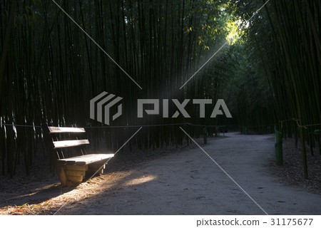 Bench, Bamboo, Sister field, Jung-gu, Ulsan 31175677