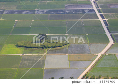 Couple pine trees, pyeongsari, yeongyangmyeon, Hadong-gun, Gyeongnam Couple pine trees, pyeongsari, yeongyangmyeon, Hadong-gun, Gyeongnam 31175709