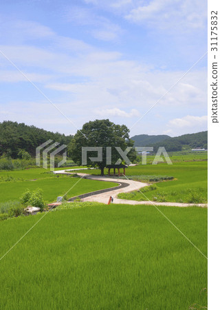 水稻，住所，昌寧郡，慶南 31175832