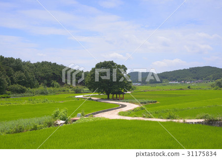 Rice, shelter, Changnyeong-gun, Gyeongnam 31175834