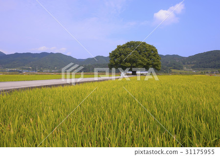 Rice, Zelkova, Hapcheon, Gyeongnam 31175955