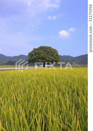 Rice, Zelkova, Hapcheon, Gyeongnam 31175956