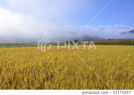 Rice, Bonghwa-gun, Gyeongbuk 31175957