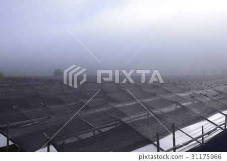 Gyeongbuk，Bonghwa-gun，Ginseng field 31175966