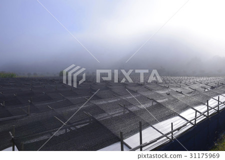 Ginseng field, Bonghwa-gun, Gyeongbuk Ginseng field, Bonghwa-gun, Gyeongbuk 31175969