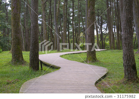 Cedar, Jumun Natural Recreation Forest, Jeju City, Jeju Island 31175982