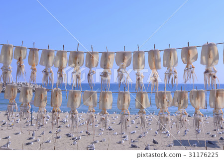Squid Drying, Yeongdeok-gun, Gyeongbuk 31176225