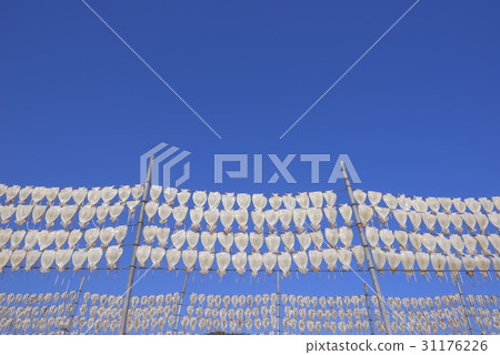 Squid Drying, Yeongdeok-gun, Gyeongbuk Squid Drying, Yeongdeok-gun, Gyeongbuk 31176226